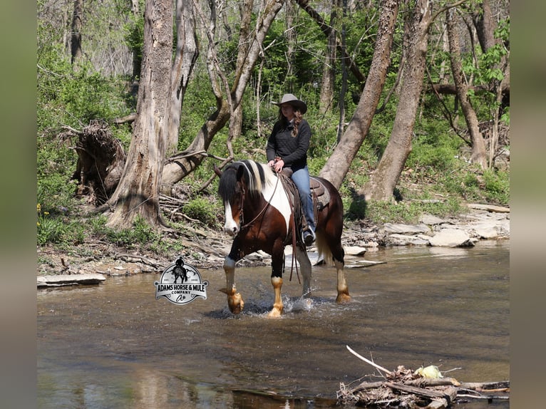 American Quarter Horse Wallach 6 Jahre Tobiano-alle-Farben in Mount Vernon