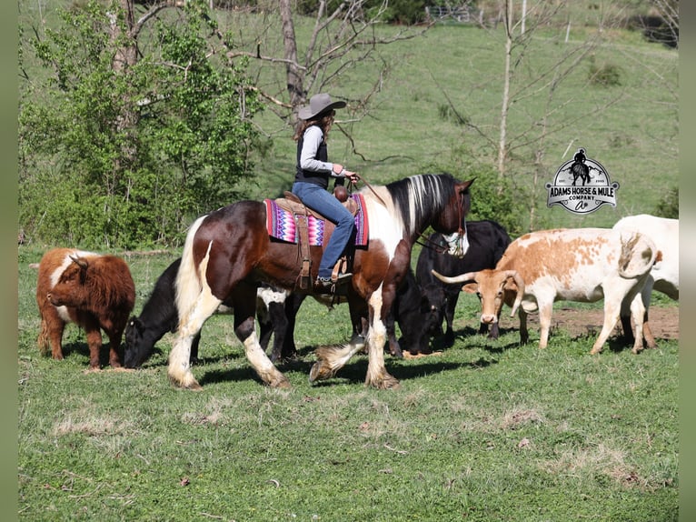American Quarter Horse Wallach 6 Jahre Tobiano-alle-Farben in Mount Vernon