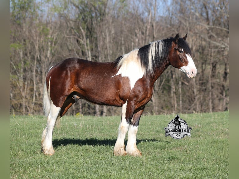 American Quarter Horse Wallach 6 Jahre Tobiano-alle-Farben in Mount Vernon