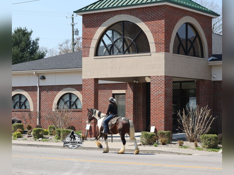 American Quarter Horse Wallach 6 Jahre Tobiano-alle-Farben in Mount Vernon