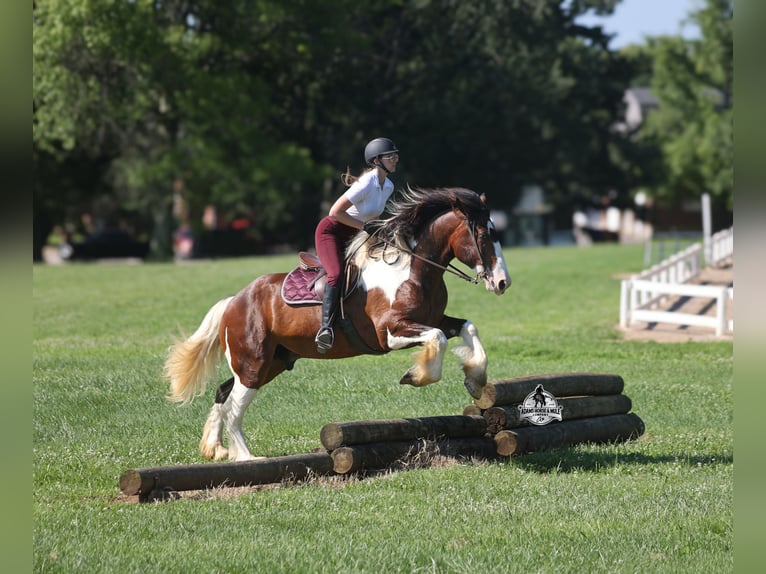 American Quarter Horse Wallach 6 Jahre Tobiano-alle-Farben in Mount Vernon