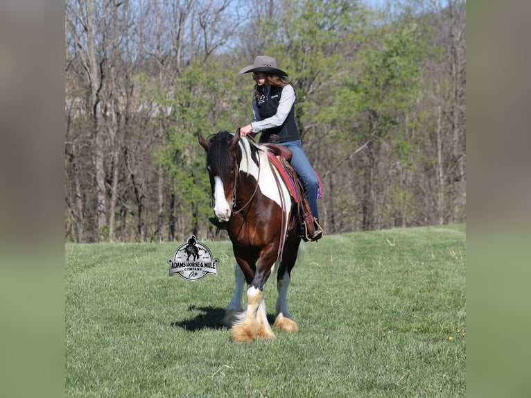 American Quarter Horse Wallach 6 Jahre Tobiano-alle-Farben in Mount Vernon