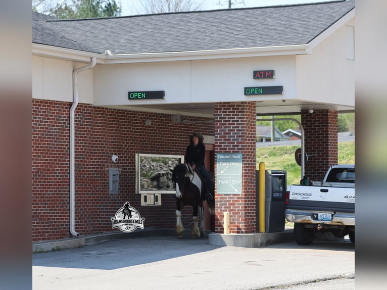 American Quarter Horse Wallach 6 Jahre  in Mount Vernon