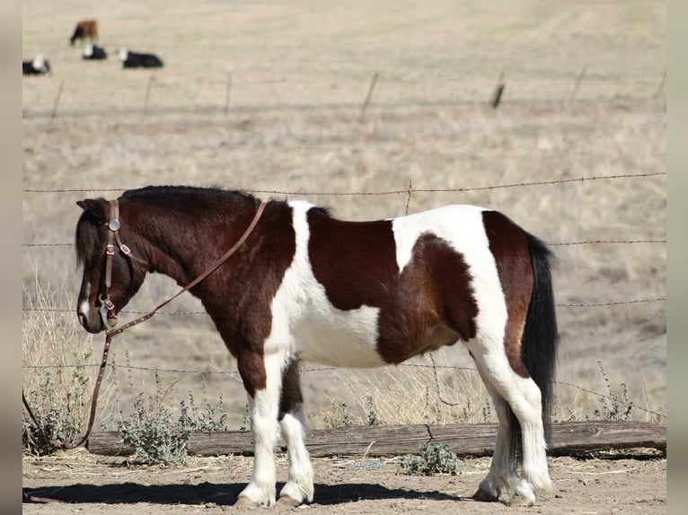 American Quarter Horse Wallach 7 Jahre 107 cm Tobiano-alle-Farben in Bitterwater CA American Quarter Horse Wallach 7 Jahre 107 cm Tobiano-alle-Farben in Bitterwater CA