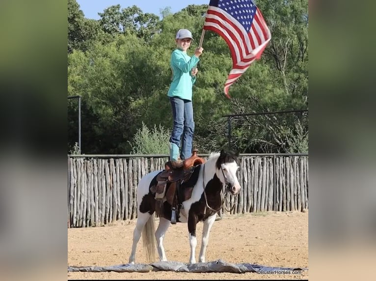 American Quarter Horse Wallach 7 Jahre 109 cm Tobiano-alle-Farben in Weatherford TX