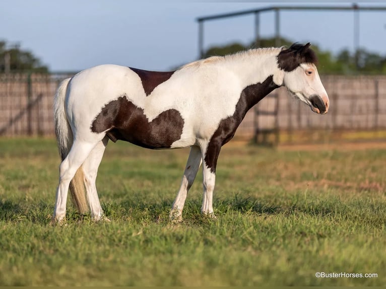 American Quarter Horse Wallach 7 Jahre 109 cm Tobiano-alle-Farben in Weatherford TX