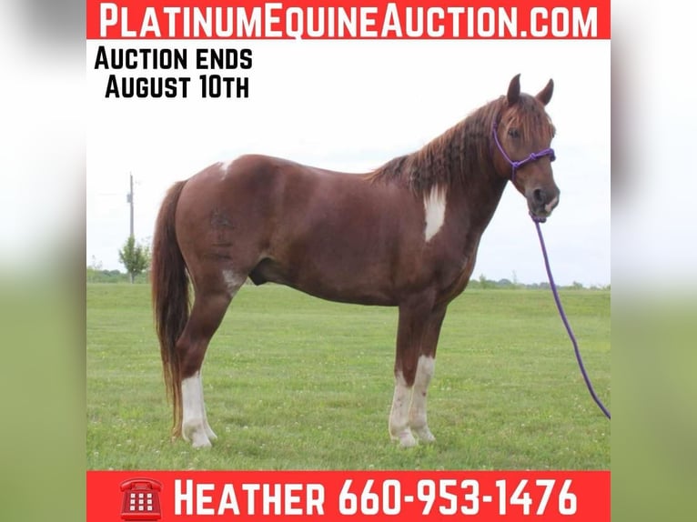 American Quarter Horse Wallach 7 Jahre 124 cm Dunkelfuchs in Princeton, MO