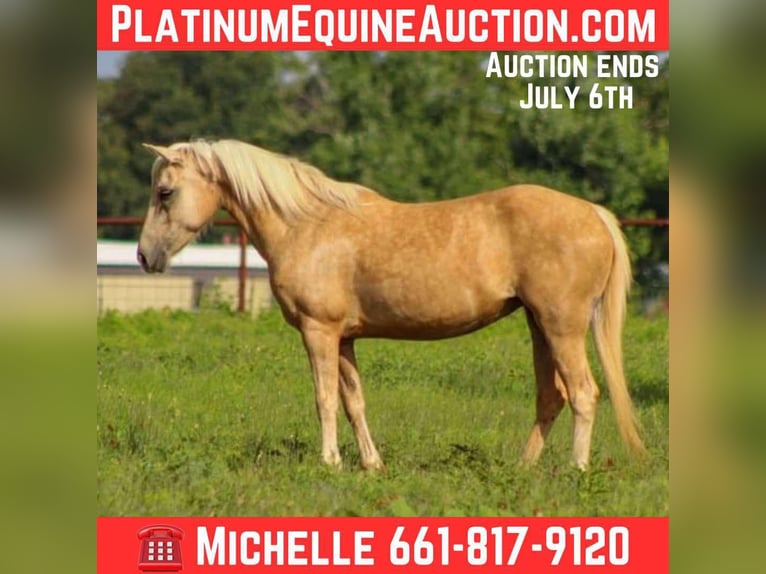 American Quarter Horse Wallach 7 Jahre 124 cm Palomino in Stephenville tX