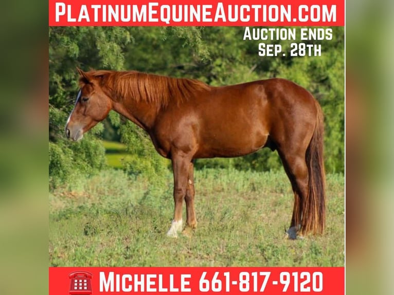 American Quarter Horse Wallach 7 Jahre 130 cm Dunkelfuchs in Stephenville TX