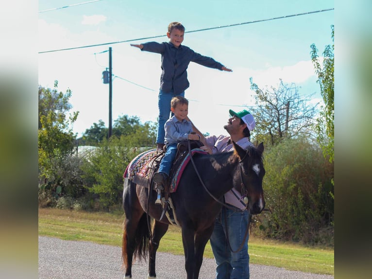 American Quarter Horse Wallach 7 Jahre 132 cm Rotbrauner in Stephenville TX