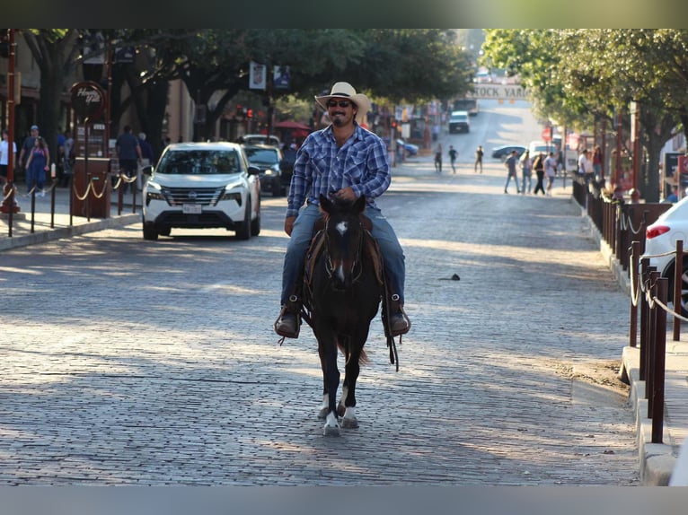 American Quarter Horse Wallach 7 Jahre 132 cm Rotbrauner in Stephenville TX