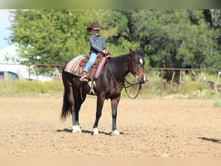 American Quarter Horse Wallach 7 Jahre 132 cm Rotbrauner in Stephenville TX