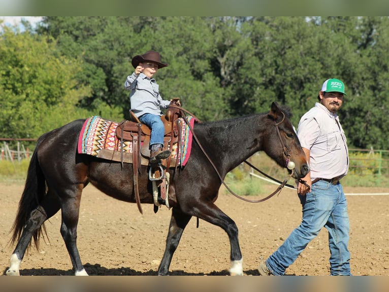 American Quarter Horse Wallach 7 Jahre 132 cm Rotbrauner in Stephenville TX