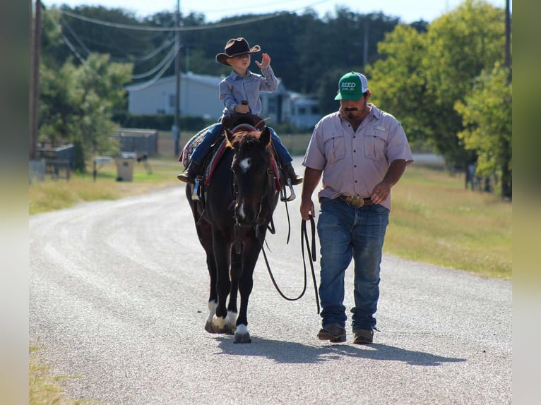 American Quarter Horse Wallach 7 Jahre 132 cm Rotbrauner in Stephenville TX