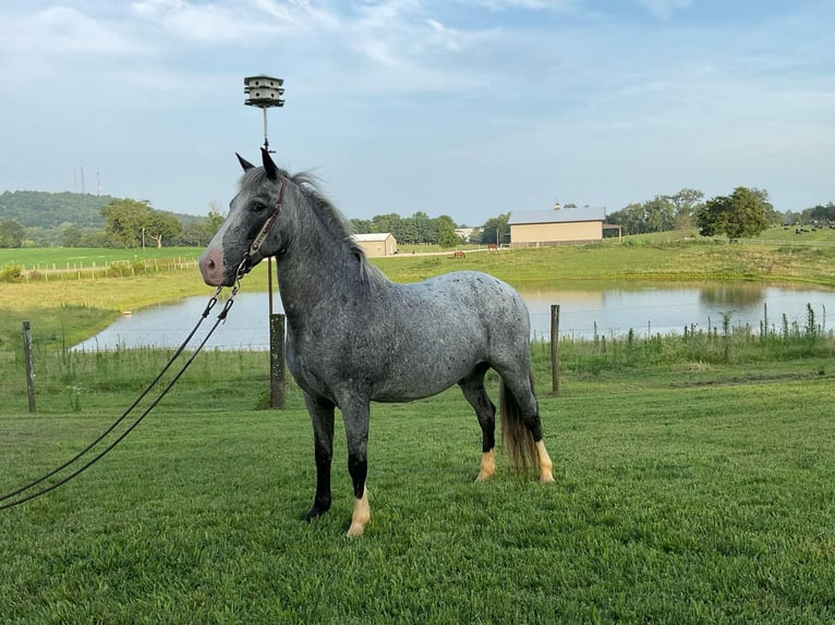 American Quarter Horse Wallach 7 Jahre 135 cm Roan-Blue in Cave City KY