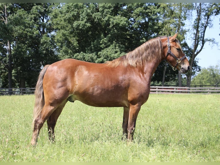 American Quarter Horse Wallach 7 Jahre 137 cm Brauner in HIGHLAND, MI
