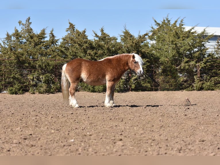 American Quarter Horse Wallach 7 Jahre 137 cm Dunkelfuchs in Sweet Springs MO
