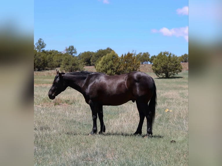 American Quarter Horse Wallach 7 Jahre 140 cm Rappe in Cottonwood AZ