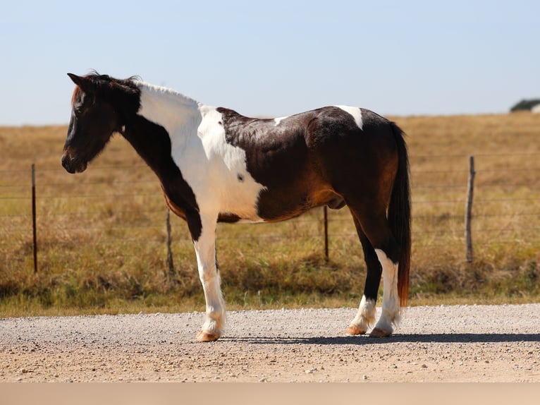 American Quarter Horse Wallach 7 Jahre 140 cm Schecke in Forney