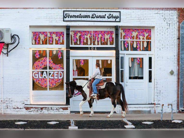 American Quarter Horse Wallach 7 Jahre 140 cm Schecke in Forney