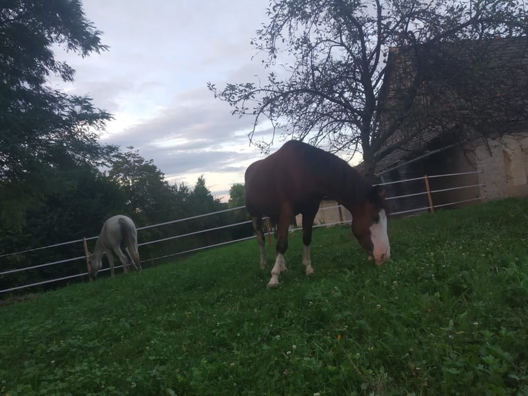 American Quarter Horse Mix Wallach 7 Jahre 142 cm Brauner in Klostermarienberg