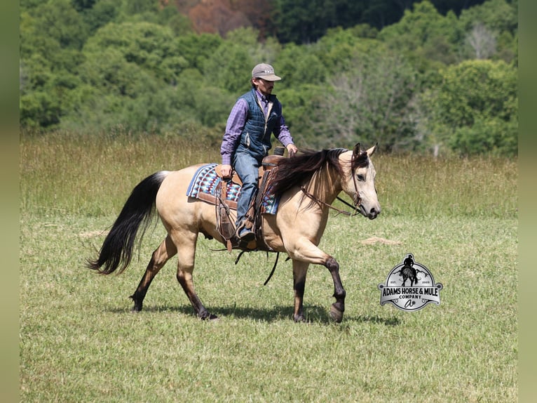 American Quarter Horse Wallach 7 Jahre 142 cm Buckskin in Mount Vernon