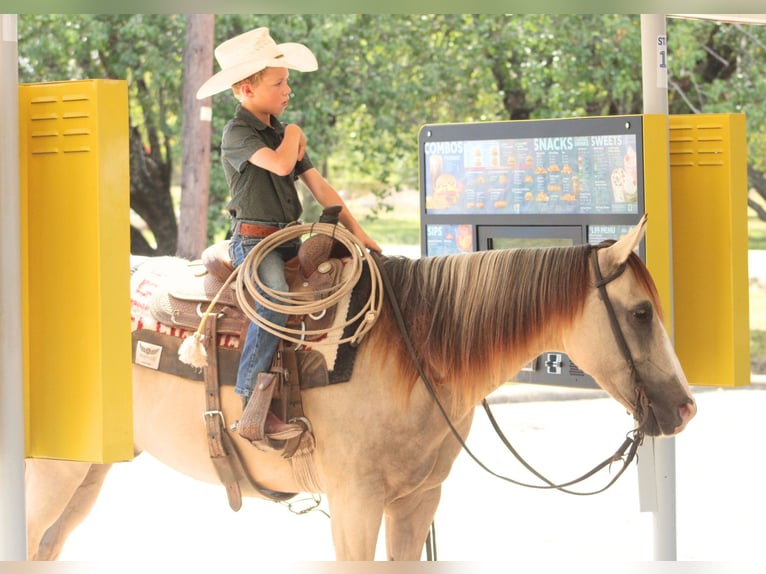 American Quarter Horse Wallach 7 Jahre 142 cm Falbe in De Kalb