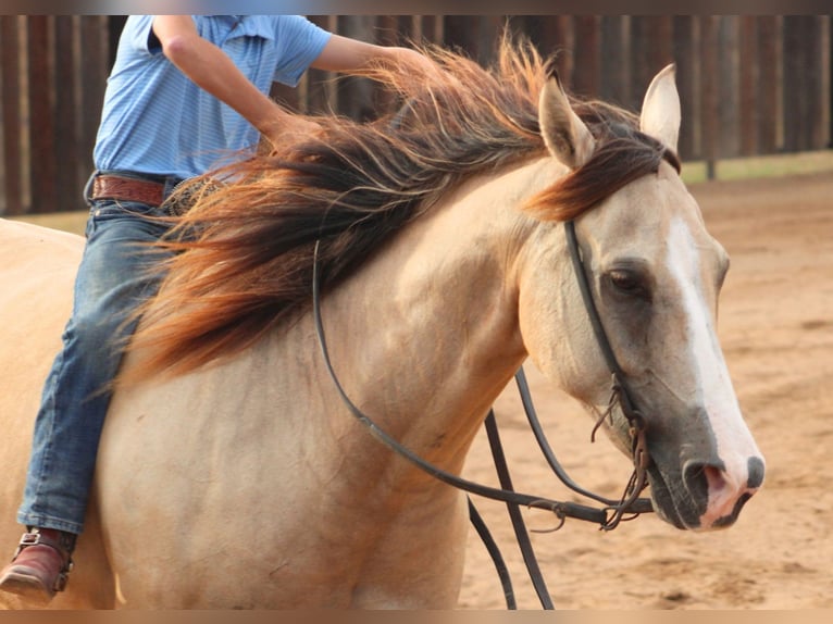 American Quarter Horse Wallach 7 Jahre 142 cm Falbe in De Kalb
