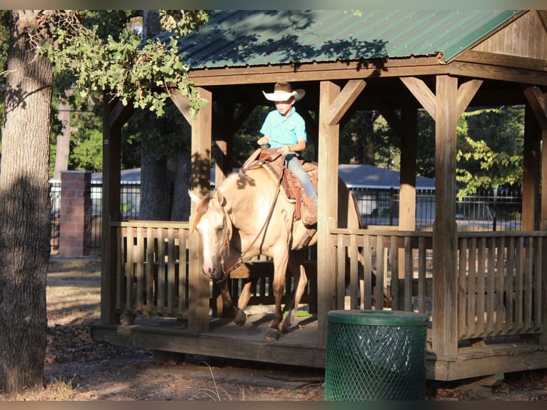 American Quarter Horse Wallach 7 Jahre 142 cm Falbe in De Kalb