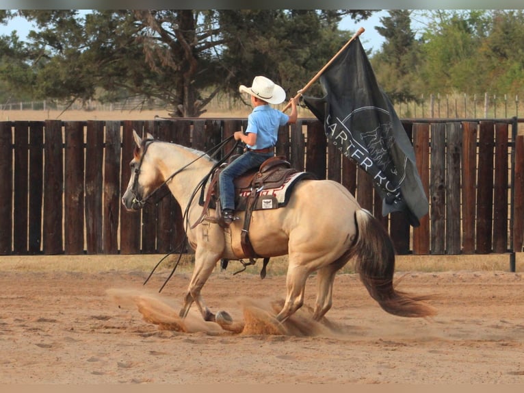 American Quarter Horse Wallach 7 Jahre 142 cm Falbe in De Kalb