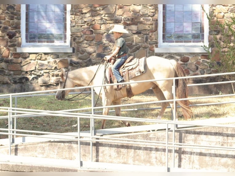 American Quarter Horse Wallach 7 Jahre 142 cm Falbe in De Kalb