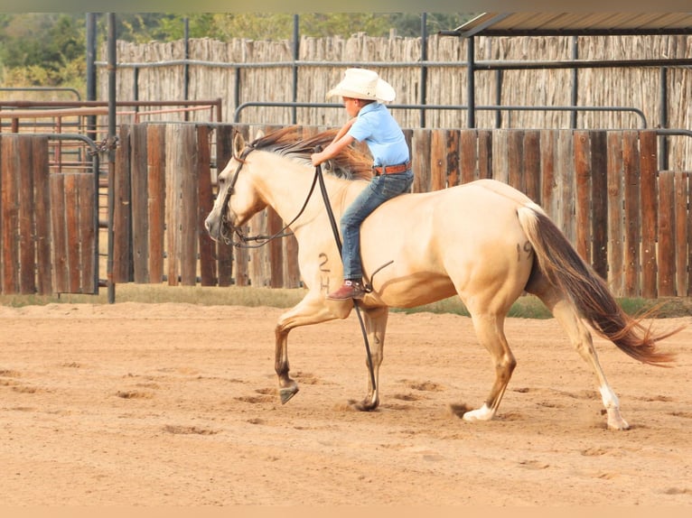 American Quarter Horse Wallach 7 Jahre 142 cm Falbe in De Kalb