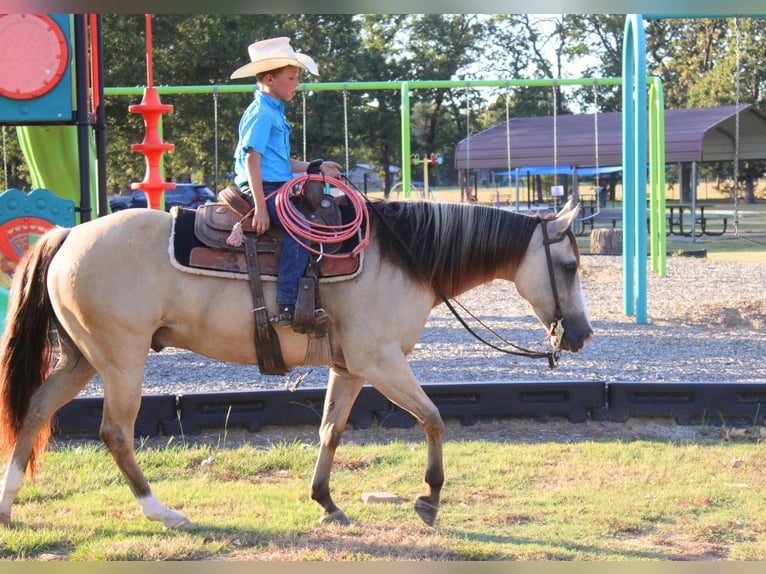 American Quarter Horse Wallach 7 Jahre 142 cm Falbe in De Kalb