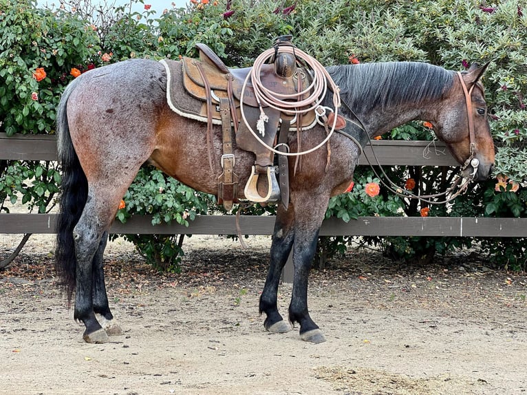 American Quarter Horse Wallach 7 Jahre 142 cm Roan-Bay in Paicines CA