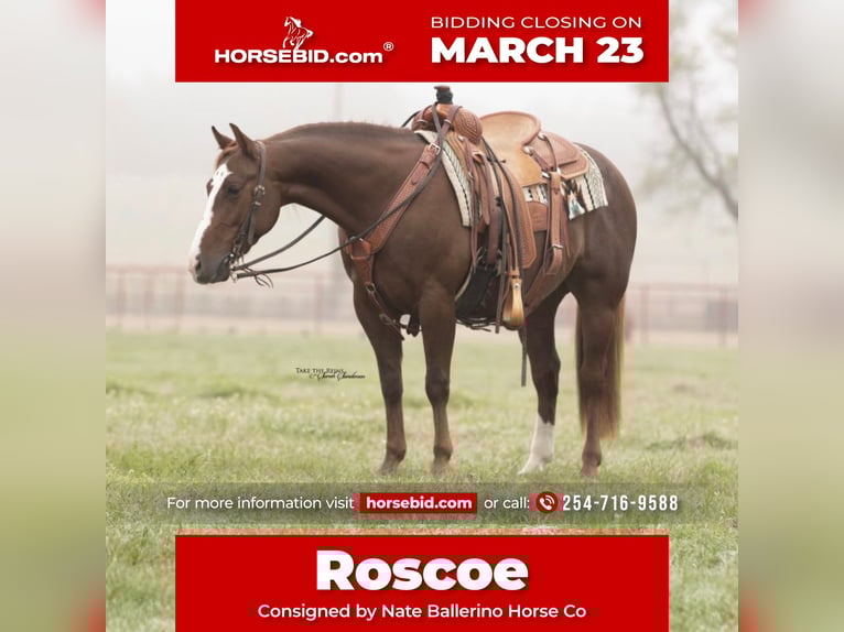 American Quarter Horse Wallach 7 Jahre 142 cm Rotfuchs in Waco