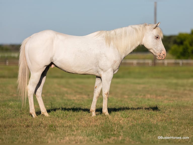 American Quarter Horse Wallach 7 Jahre 142 cm Schimmel in Weatherford TX