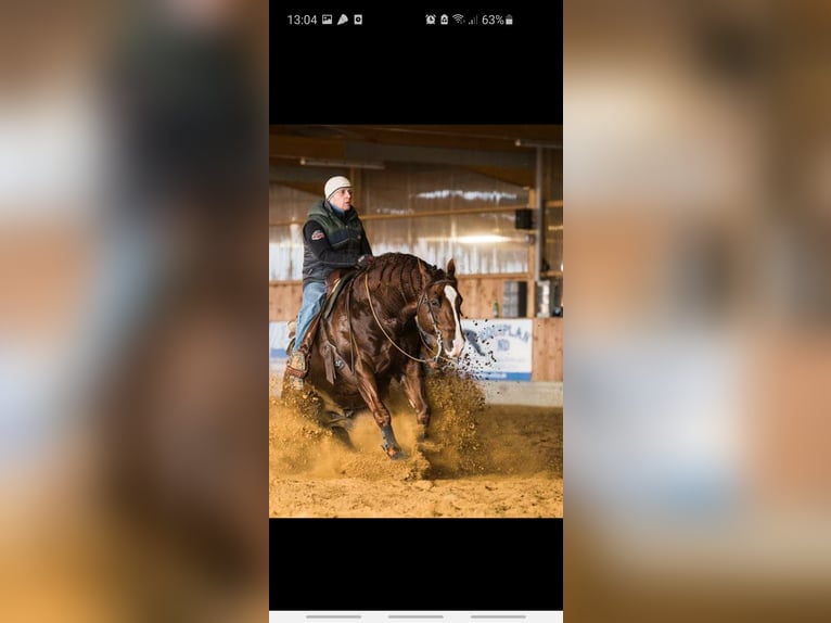 American Quarter Horse Wallach 7 Jahre 144 cm Rotfuchs in Kranenburg