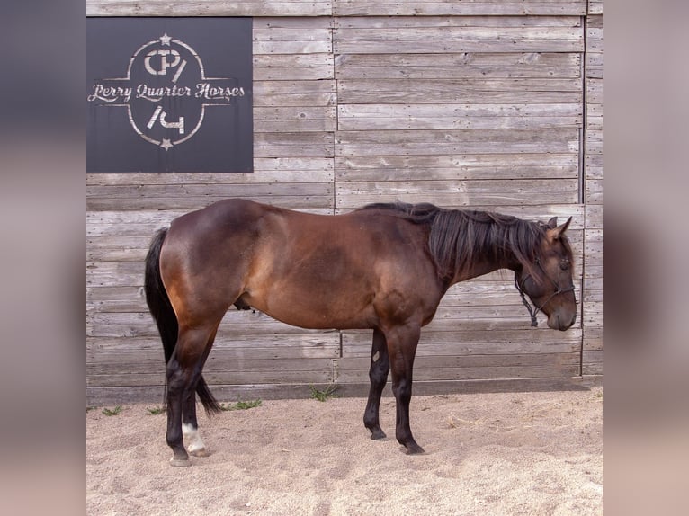 American Quarter Horse Wallach 7 Jahre 145 cm Brauner in Decorah, IA