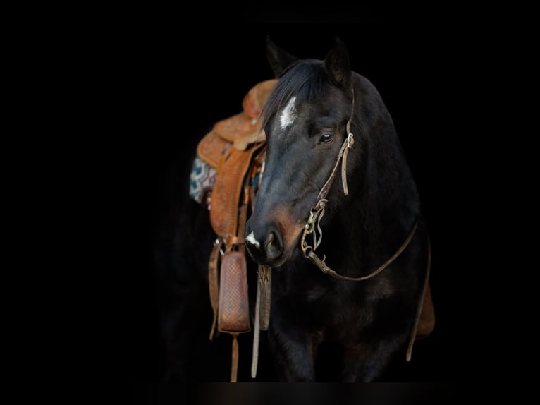 American Quarter Horse Wallach 7 Jahre 145 cm Brauner in Decorah, IA