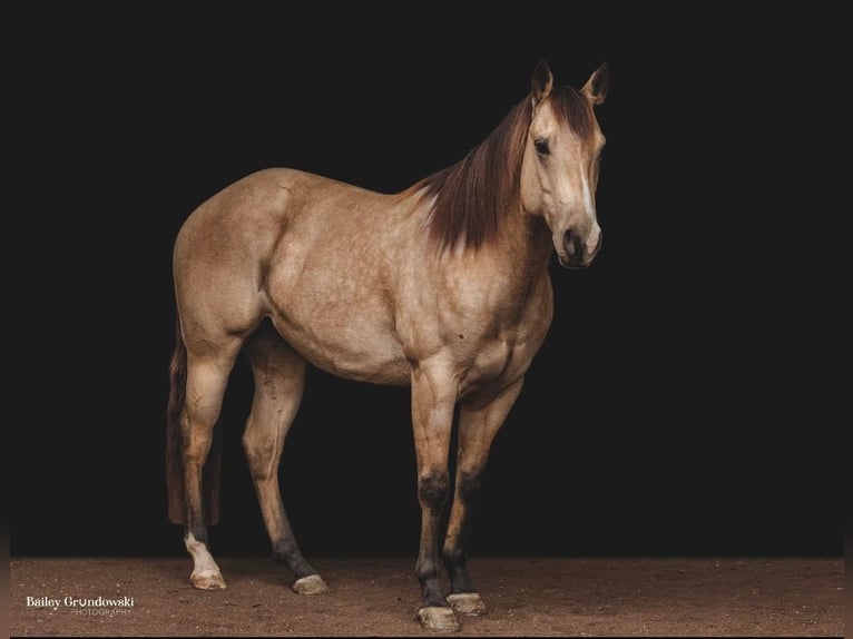 American Quarter Horse Wallach 7 Jahre 145 cm Buckskin in Everette PA