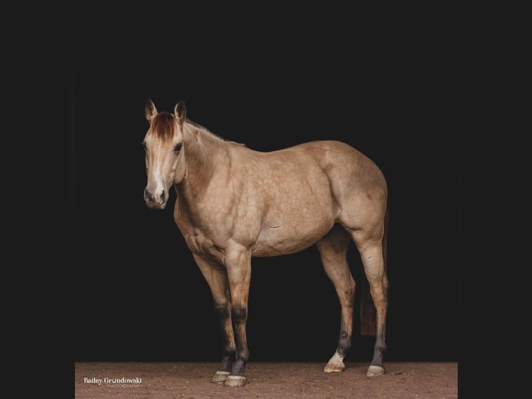 American Quarter Horse Wallach 7 Jahre 145 cm Buckskin in Everette PA