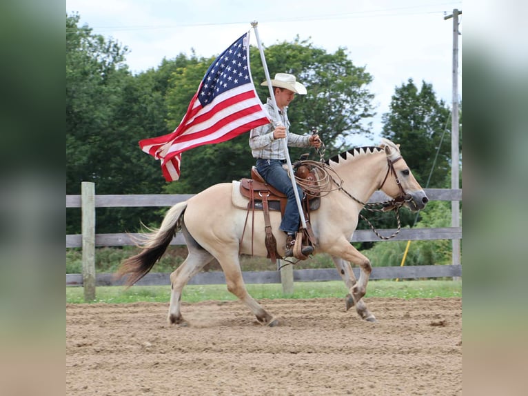 American Quarter Horse Wallach 7 Jahre 145 cm Buckskin in Howell, MI