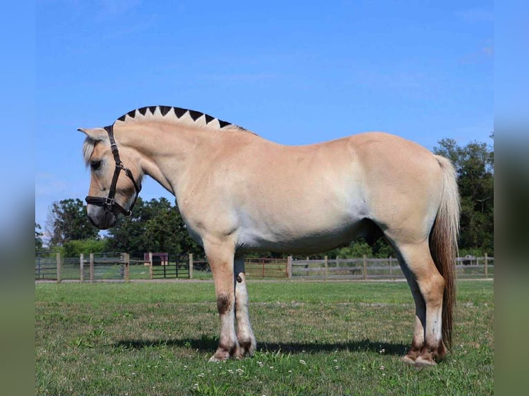 American Quarter Horse Wallach 7 Jahre 145 cm Buckskin in Howell, MI