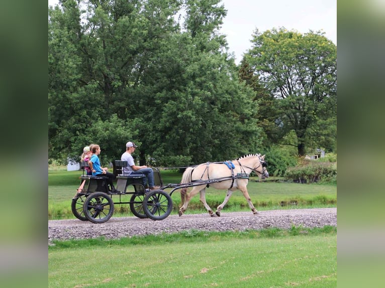American Quarter Horse Wallach 7 Jahre 145 cm Buckskin in Howell, MI