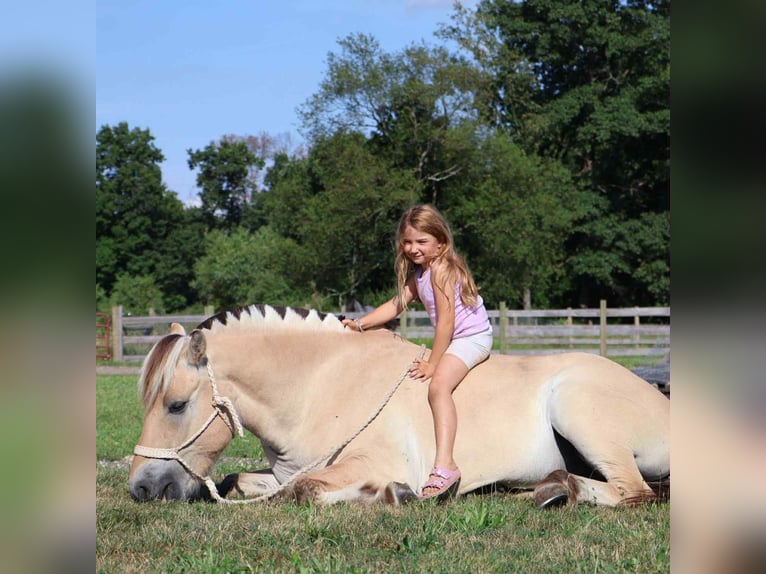 American Quarter Horse Wallach 7 Jahre 145 cm Buckskin in Howell, MI