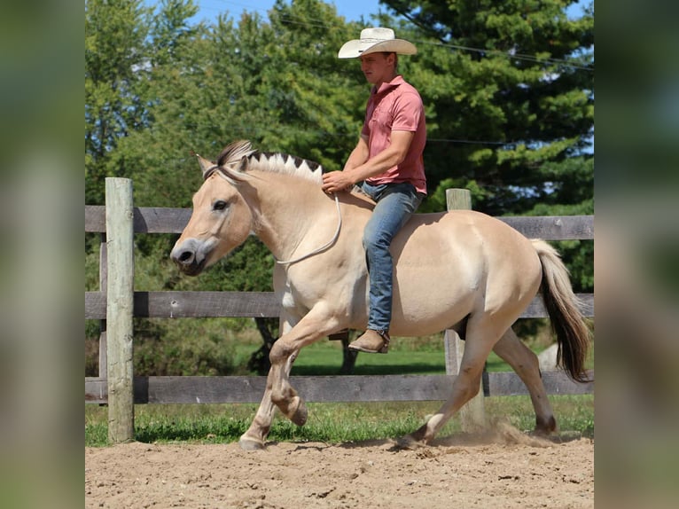 American Quarter Horse Wallach 7 Jahre 145 cm Buckskin in Howell, MI