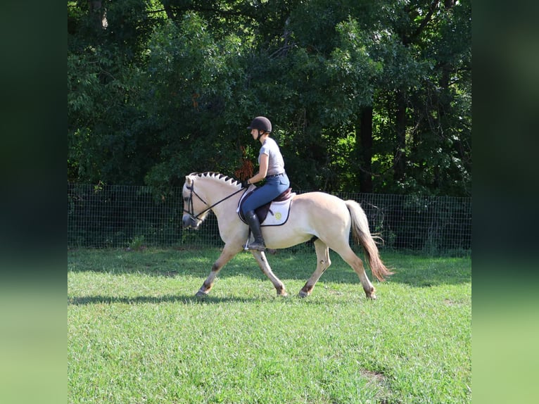 American Quarter Horse Wallach 7 Jahre 145 cm Buckskin in Howell, MI