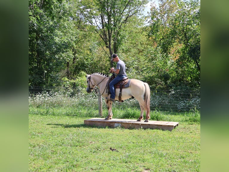 American Quarter Horse Wallach 7 Jahre 145 cm Buckskin in Howell, MI