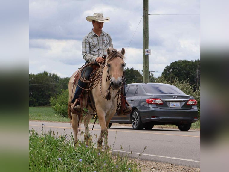 American Quarter Horse Wallach 7 Jahre 145 cm Buckskin in Howell, MI