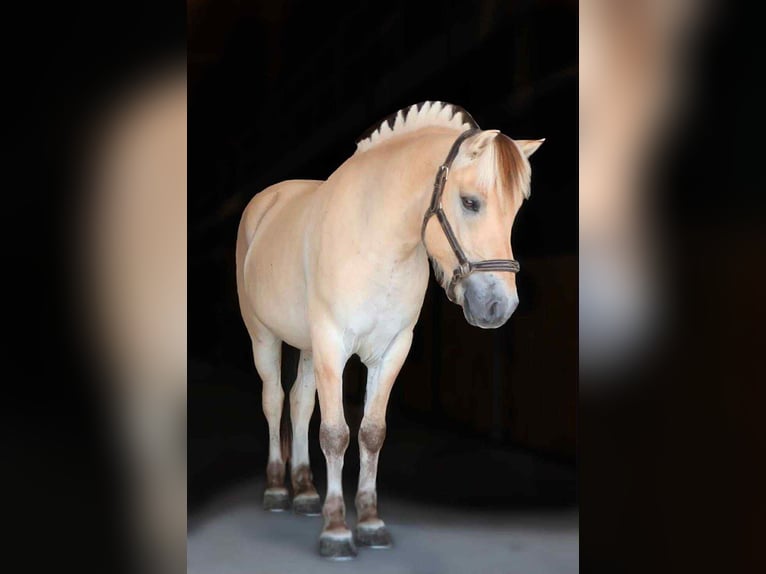 American Quarter Horse Wallach 7 Jahre 145 cm Buckskin in Howell, MI